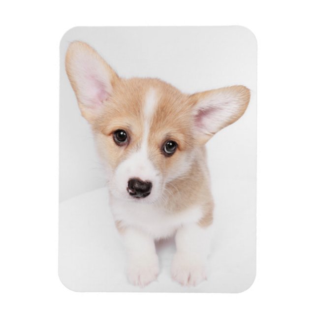 Cutest Baby Animals | Young Corgi Puppy Magnet (Vertical)
