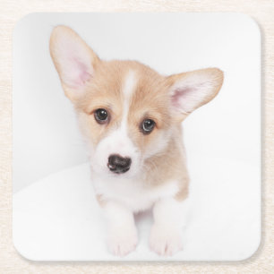 Cutest Baby Animals Young Corgi Puppy Square Paper Coaster