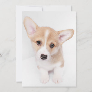 Cutest Baby Animals   Young Corgi Puppy Thank You Card