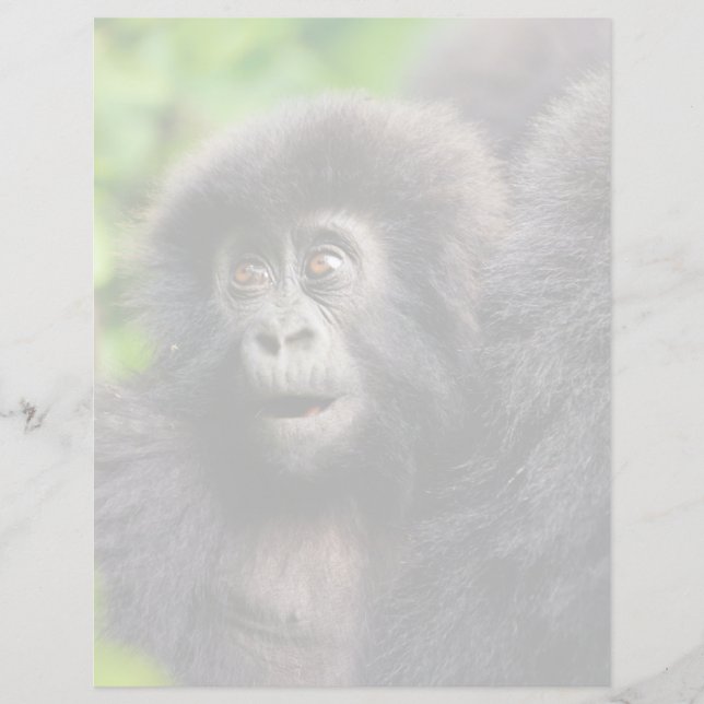 Cutest Baby Animals | Young Mountain Gorilla (Front)