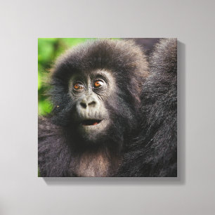Cutest Baby Animals Young Mountain Gorilla Canvas Print