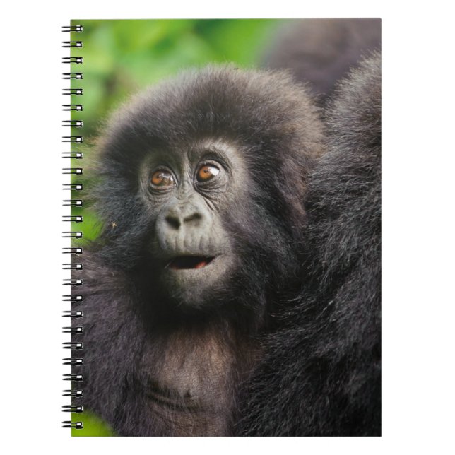 Cutest Baby Animals | Young Mountain Gorilla Notebook (Front)