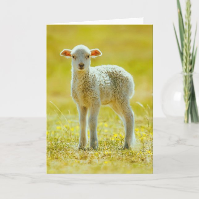 Cutest Baby Animals | Young Sheep Card (Front)