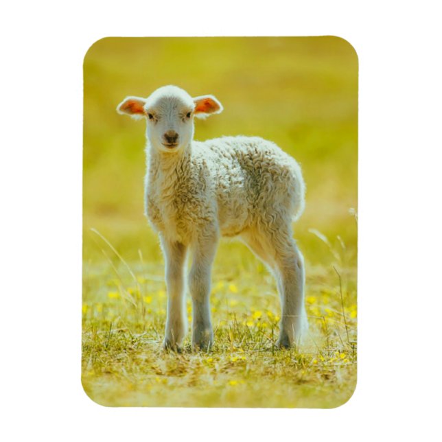 Cutest Baby Animals | Young Sheep Magnet (Vertical)