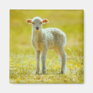 Cutest Baby Animals Young Sheep Magnet