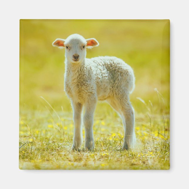 Cutest Baby Animals | Young Sheep Magnet (Front)