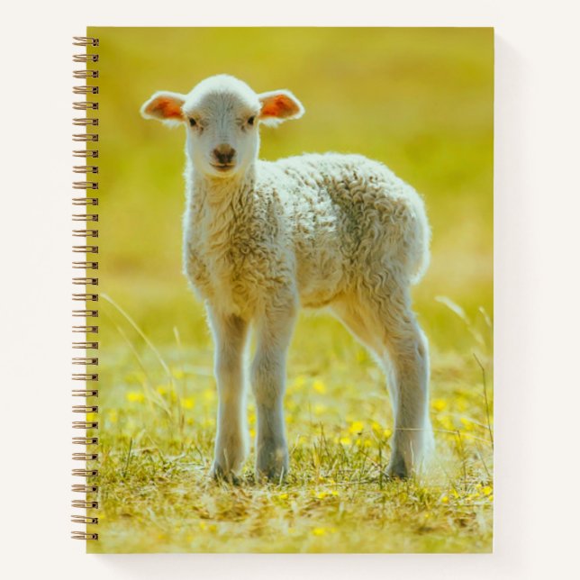 Cutest Baby Animals | Young Sheep Notebook (Front)