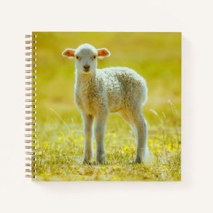 Cutest Baby Animals Young Sheep Notebook