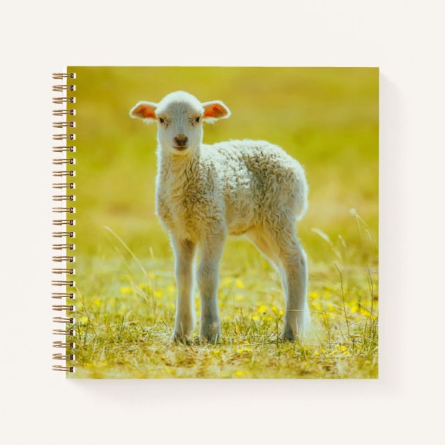 Cutest Baby Animals | Young Sheep Notebook (Front)