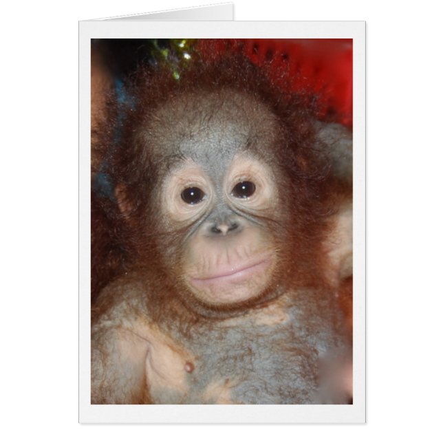 Cutest Baby Orangutan , Wildlife of Borneo (Front)