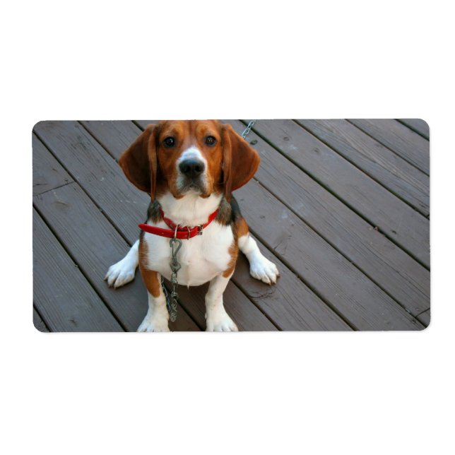 Cutest Beagle Dog Ever (Front)