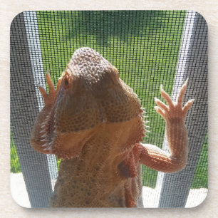 Cutest Bearded Dragon Photo Print Coaster