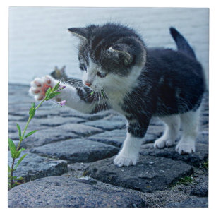 Cutest ever kitten with flower tile
