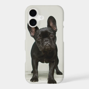 Cutest French Bulldog Puppy
