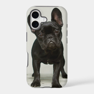 Cutest French Bulldog Puppy