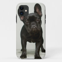 Cutest French Bulldog Puppy