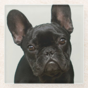 Cutest French Bulldog Puppy Glass Coaster