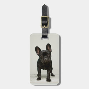 Cutest French Bulldog Puppy Luggage Tag