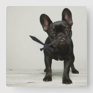 Cutest French Bulldog Puppy Square Wall Clock