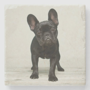Cutest French Bulldog Puppy Stone Coaster