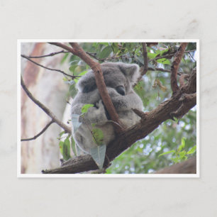cutest koala postcard