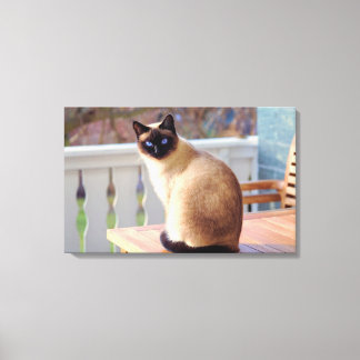 Cutest Peach Blue - Eyed Cat Canvas Print