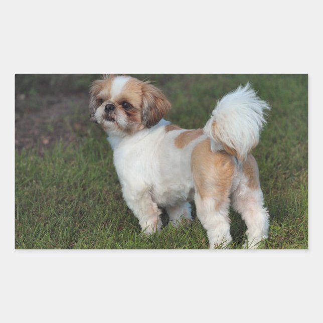 Cutest Shih Tzu Rectangular Sticker (Front)