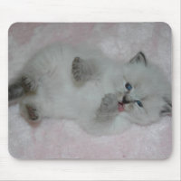 Cutest SibKitten Mousepad - Customised