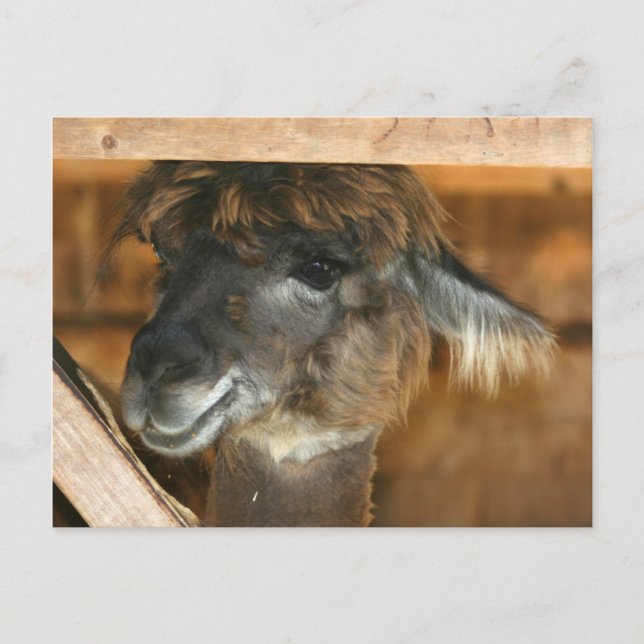 Cutey Llama Farm Animal Nature Photo Postcard (Front)