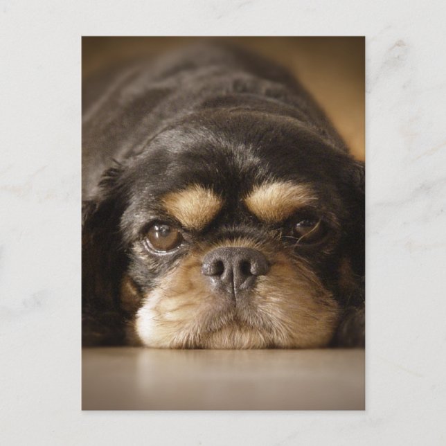 Cutie Cav! Postcard (Front)