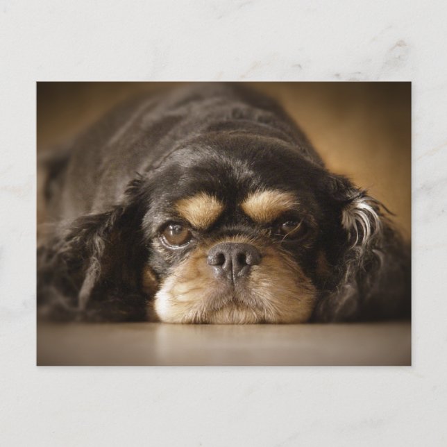 Cutie Cav! Postcard (Front)