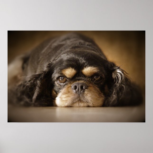 Cutie Cav! Poster (Front)