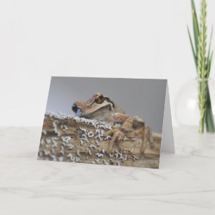 Cutie Pacific Tree Frog-Frameable Art Card