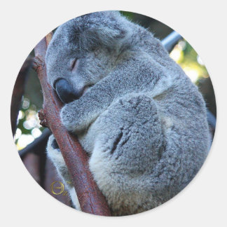 Cutie Pie Koala Classic Round Sticker