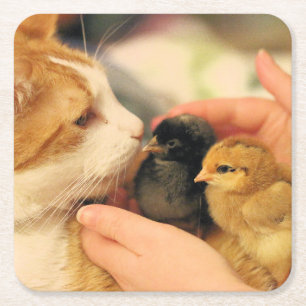 Cuties    beverage coaster