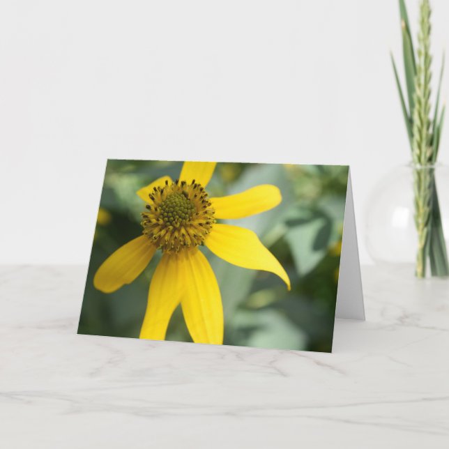 Cutleaf Coneflower (Rudbeckia laciniata) Card (Front)