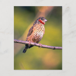 Cutthroat Finch Postcard