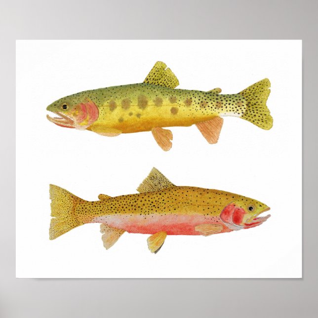 Cutthroat Trout Poster (Front)