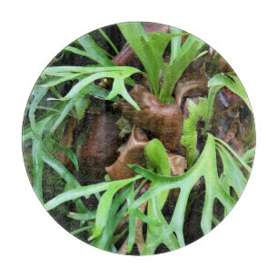 Cutting Board - Staghorn Fern
