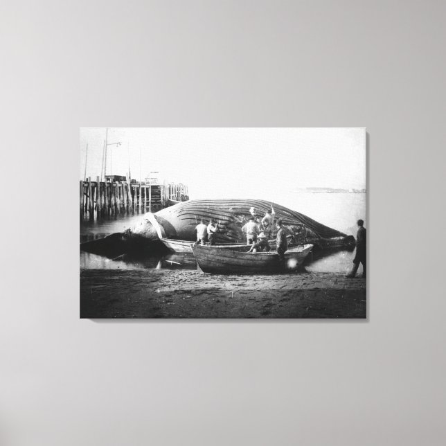 Cutting up a Blue Whale in Alaska Photograph Canvas Print (Front)