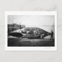 Cutting up a Blue Whale in Alaska Photograph