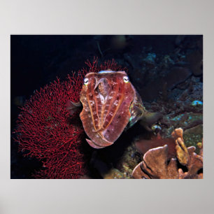 Cuttlefish in the Gilis Poster
