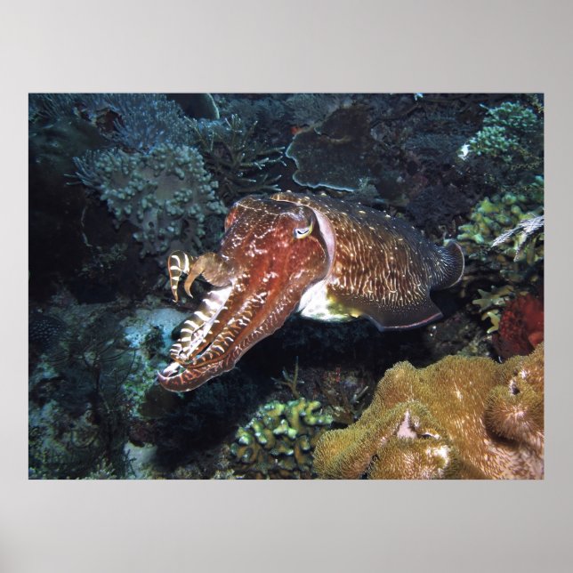 Cuttlefish on the Reef Poster (Front)