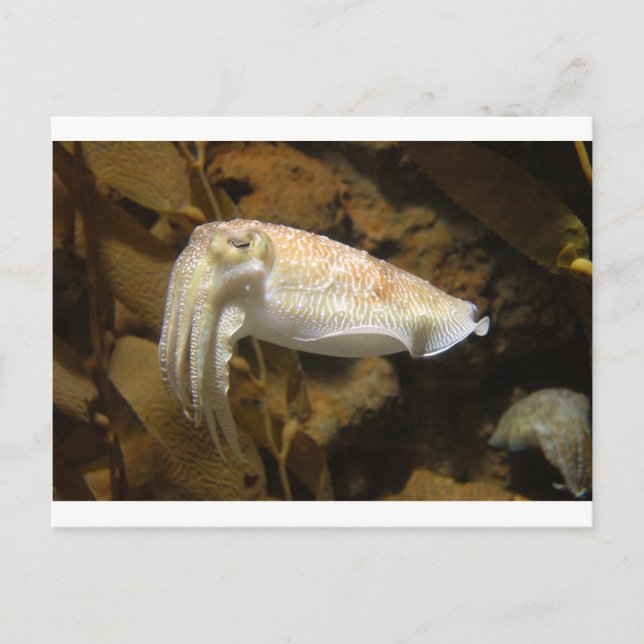 Cuttlefish Postcard (Front)