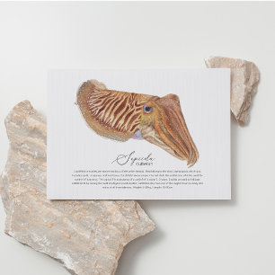 Cuttlefish Postcard