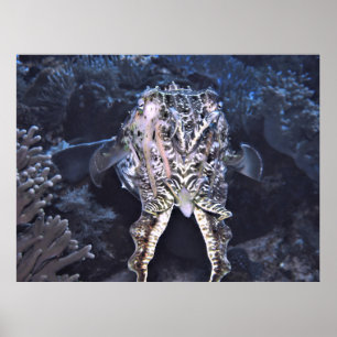 Cuttlefish Tentacles Poster