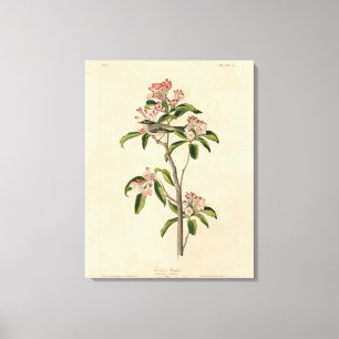 Cuvier's Kinglet (Cuvier's Regulus) Audubon Birds Canvas Print