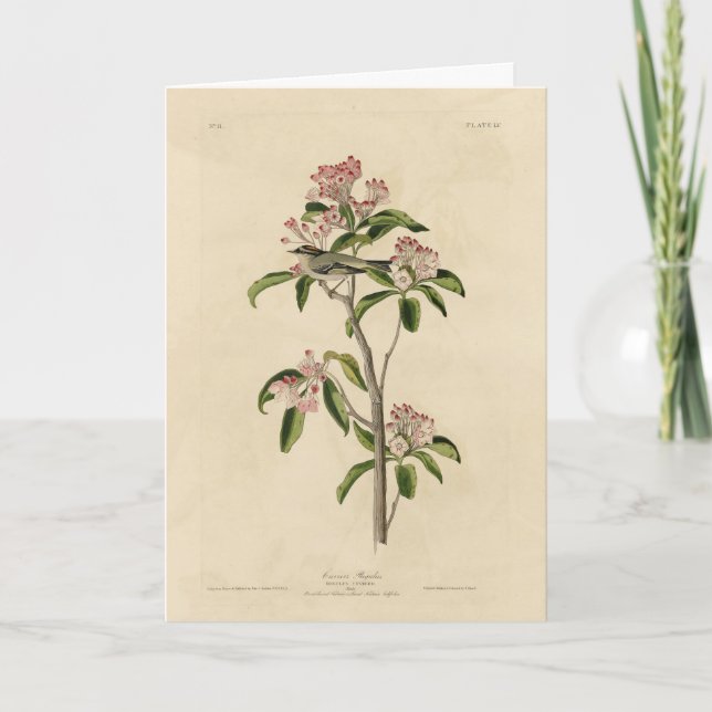 Cuvier's Kinglet (Cuvier's Regulus) Audubon Birds Card (Front)