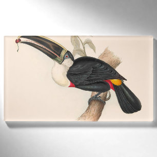 Cuviers Toucan Print: Vintage Tropical Bird Name Tag