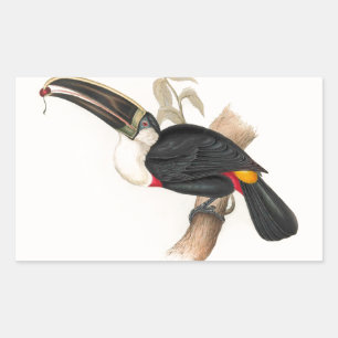 Cuviers Toucan Print: Vintage Tropical Bird Rectangular Sticker